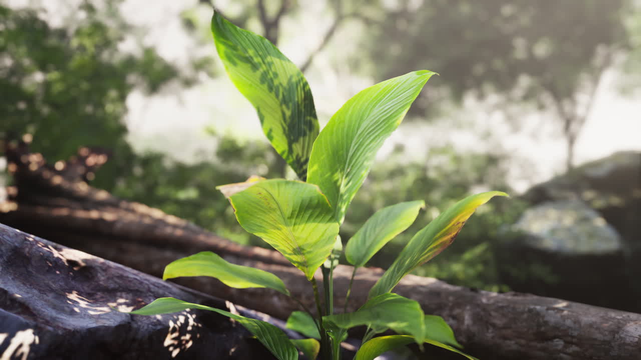 una planta verde que crece en una selva exuberante