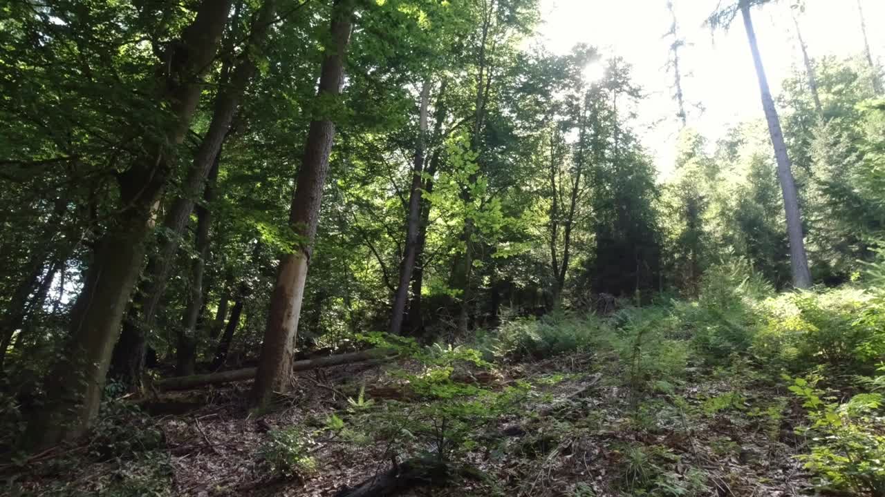Slow motion panning view up the trees in German woodland
