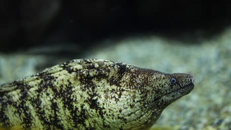 la morena nadando en un hábitat acuático natural