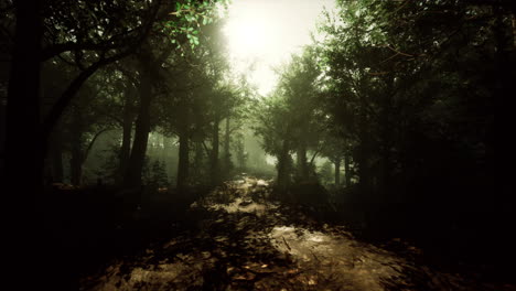 camino del bosque de niebla