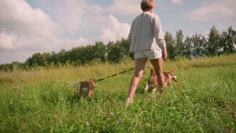 dog owner walks through grassy field with her two dogs on leash as one dog hurries to meet the other in open landscape under bright sky, showing playful movement amidst tall green grass