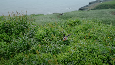 puffins on a grassy coastal cliff