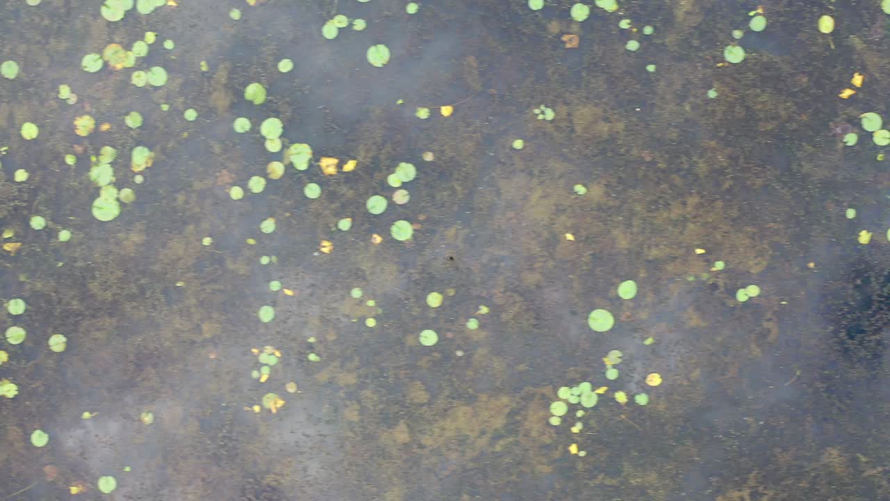 물 릴리 연못 전망