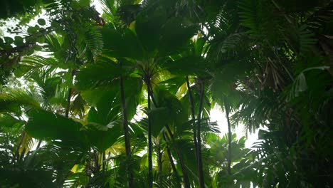 video of incredible plants from a botanical garden in victoria on mahe island in seychelles