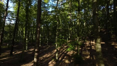 Shadows-Inside-The-Dark-Forest-Woods-On-A-Sunny-Day