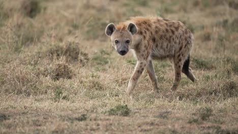 a spotted hyena walks along the african savannah