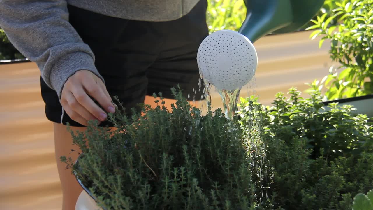 Person watering herbs in orchard garden during hot summer day. Skyline of Melbourne in background. Close up handheld shot.