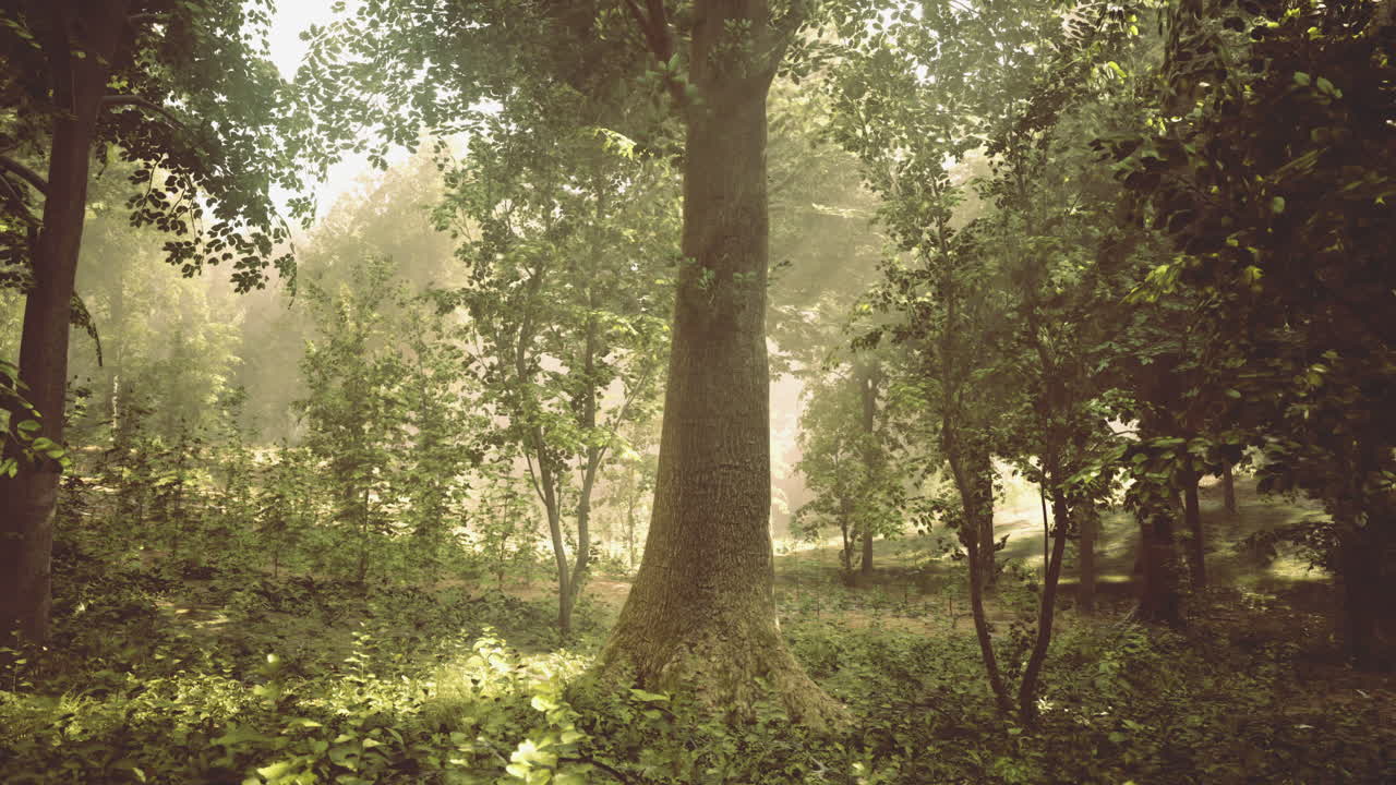 Serenity of a sunlit forest with lush greenery and tall trees