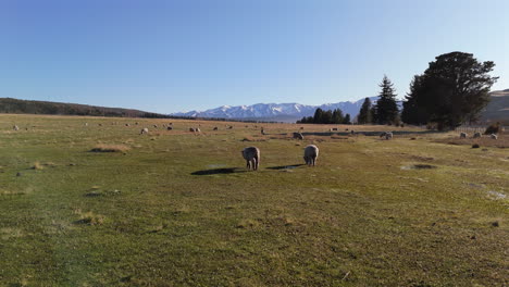 forward tracking drone shot over sheep in grassland field with snowed mountain range in back. argentina. shot on 4k at 60fps.