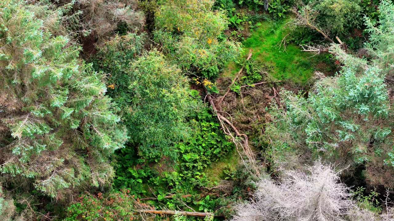 Aerial top-down view of a woodland clearing surrounded by dense forest. Fallen branches, vibrant moss, and natural textures create a rich visual of nature’s untouched growth