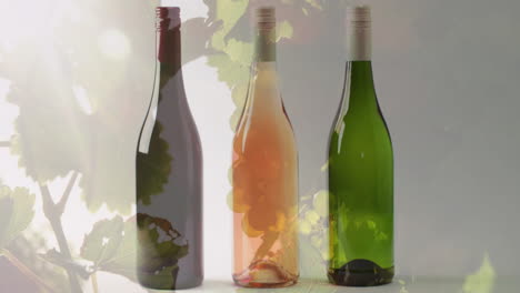 composite of bottle of red, rose and white wine over vineyard background