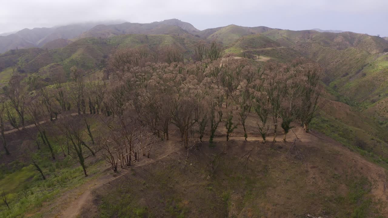 Aerial low close-up shot of burned eucalyptus trees on the Inspiration Trail at Will Rogers State Historic Park in Pacific Palisades, California. 4K