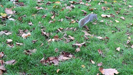 squirrel looking for food in a park