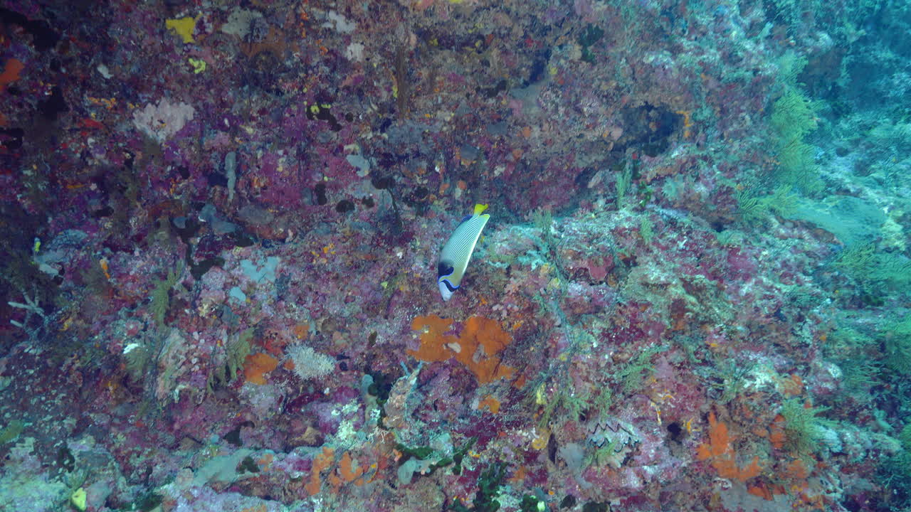 Emperor Angelfish Juvenile Swimming Amidst a Vibrant Coral Reef