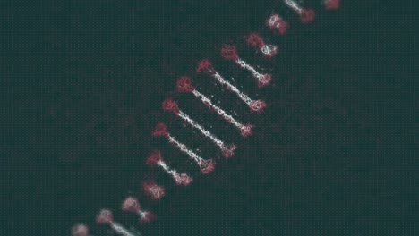 animación de la cadena de adn sobre un fondo negro
