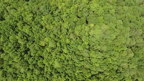 exuberante bosque verde de pinos perennes en kragilan magelang indonesia vista superior aérea