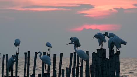 The-Great-Egret,-also-known-as-the-Common-Egret-or-the-Large-Egret