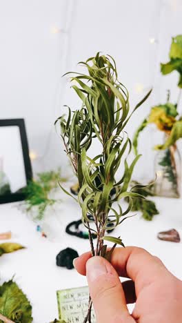 primer plano de una pequeña planta en una mano
