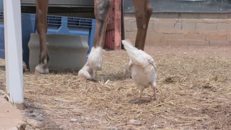 White-chicken-foraging-and-pecking-on-the-straw-covered-ground,-with-the-legs-of-a-horse-visible-in-the-soft-focus-background-on-a-sunny-day