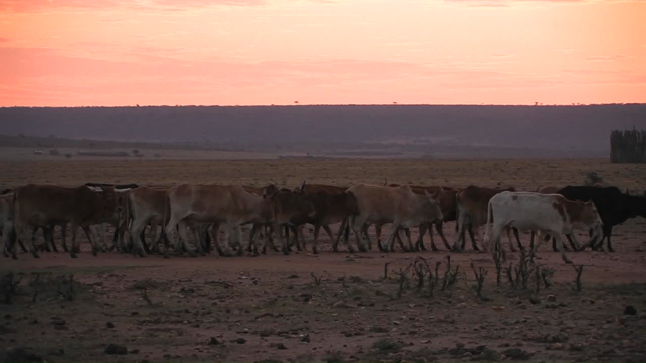 소 떼와 함께 이동하는 농장 노동자