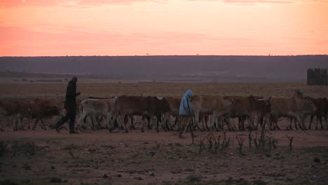 Farm-workers-moving-with-herd-of-cows