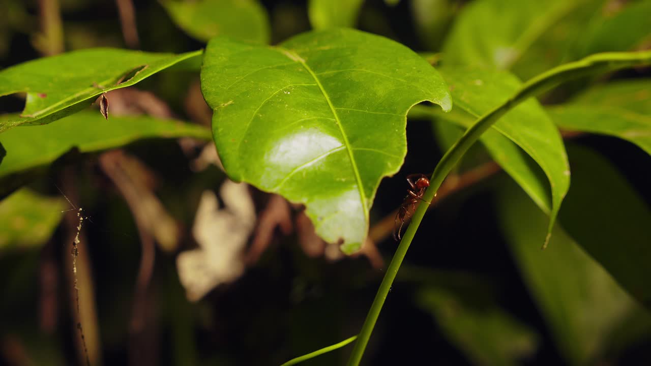 하나의 붉은 군대와 덩굴 위를 걷고 있습니다.