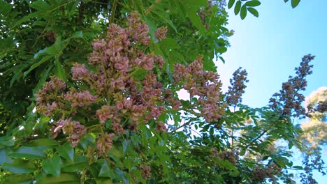 Beautiful flowers are hanging from a tree, swaying in the gentle breeze