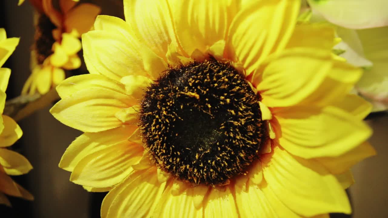 girasol sintético inclinado hacia arriba 30 fps 2