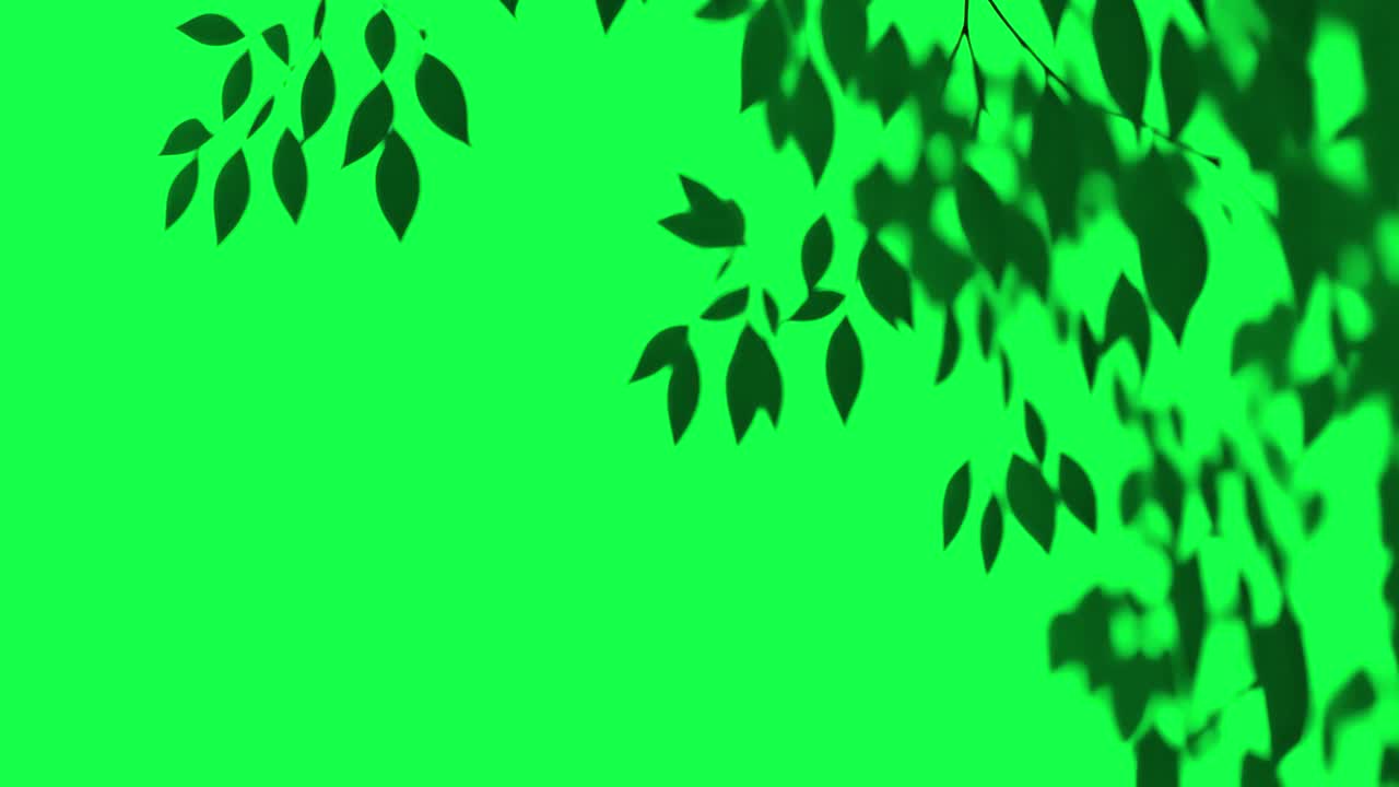 Leaf shadow on wall animation, transparent 4K video, green screen