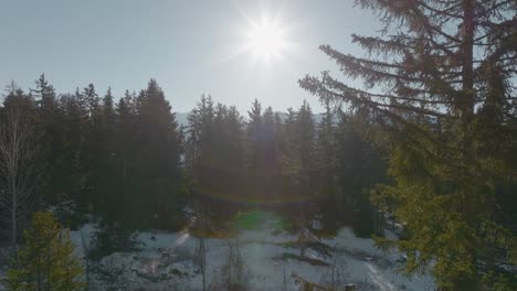 Ascending-aerial-drone-on-sunny-winter-morning-with-clear-sky-in-lush-pine-forest-to-reveal-beautiful-Swiss-town-resort-Crans-Montana