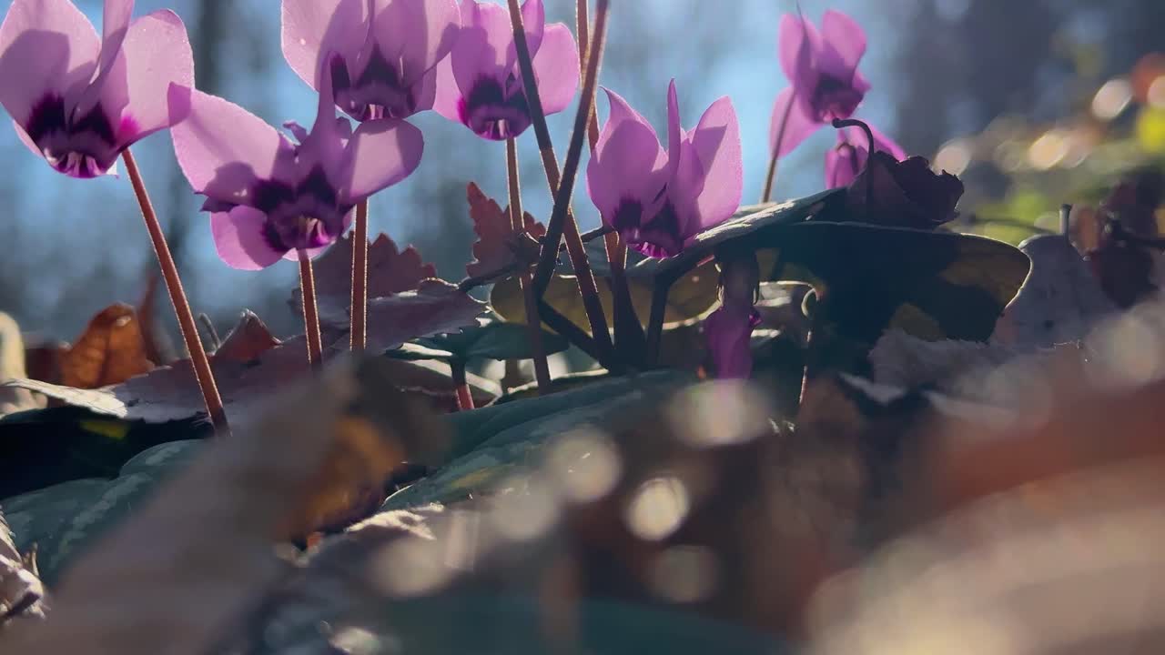 Portrait cyclamen flower wild forest Iran Hyrcanian winter season sun sunlight violet scenic beautiful Asia Middle East nature flora background bloom blossom botany closeup outdoor park petal pink