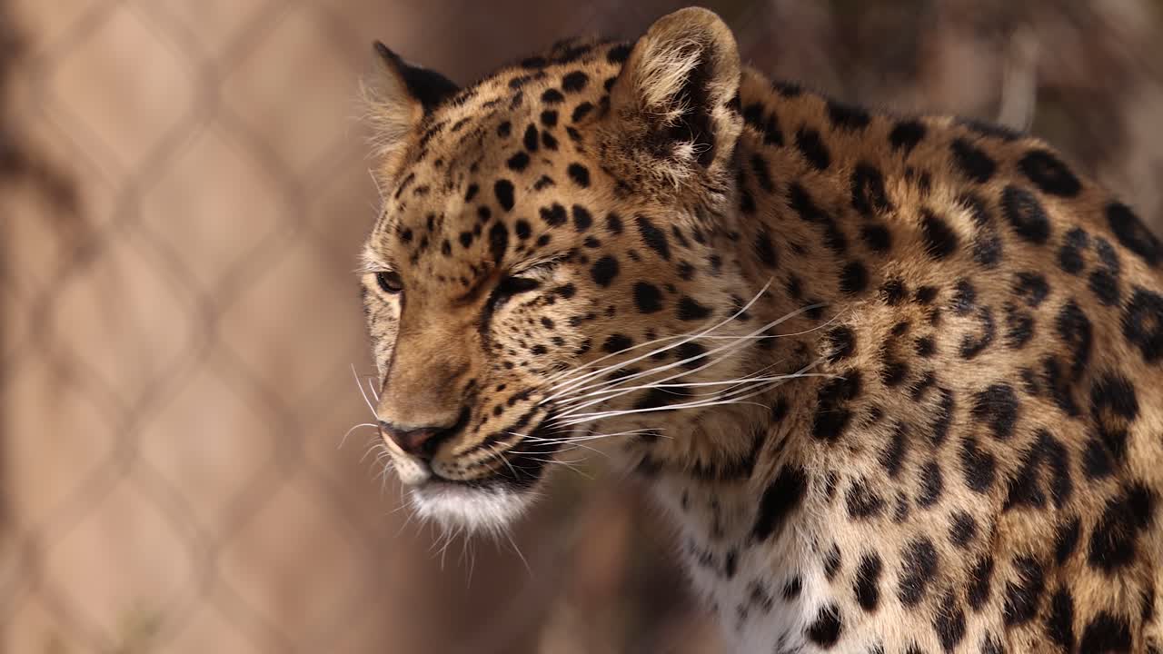Close-up of a Spotted Leopard