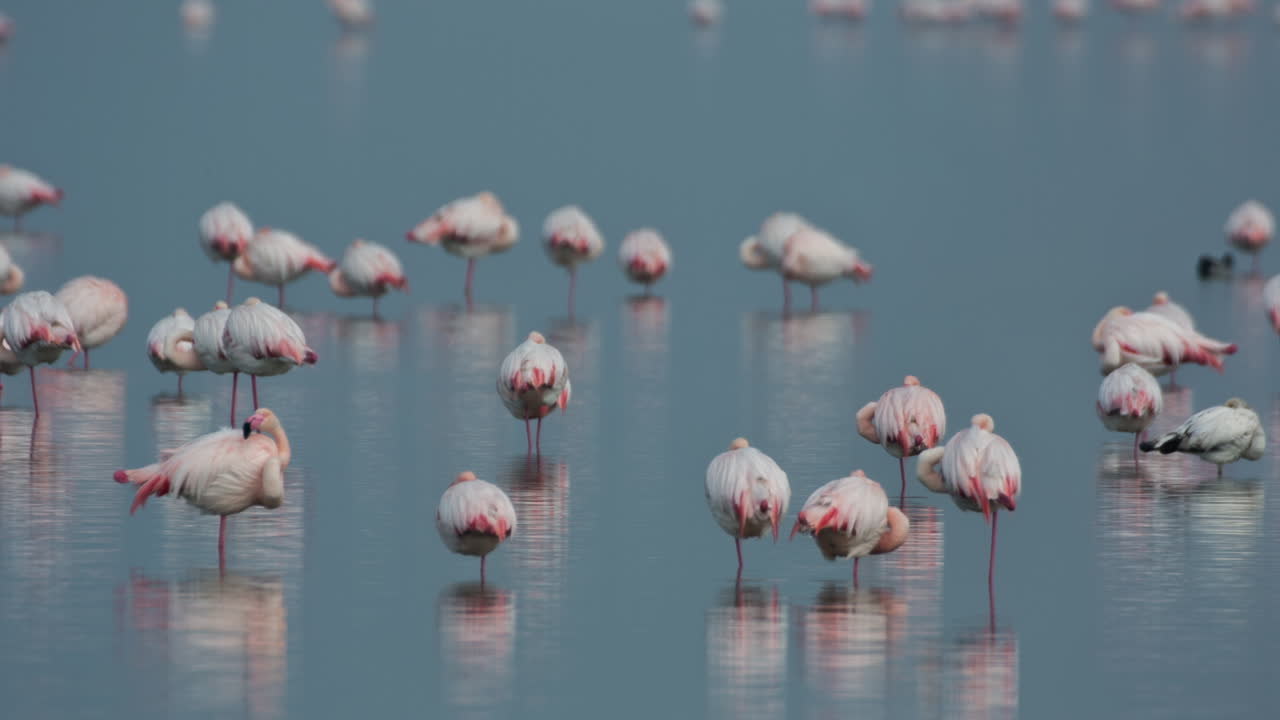 델타 플라밍고 22