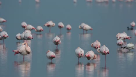 delta flamingos 22