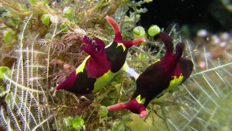 Nudibranch-mating:-Two-colorful-Nembrotha-sea-slugs-have-their-sexual-organs-connected-on-a-densely-overgrown-coral-block