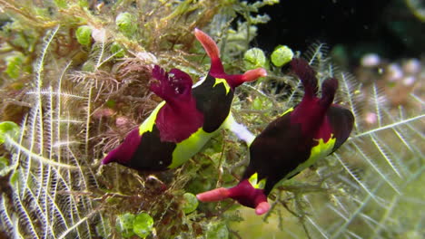 apareamiento de nudibranquias: dos coloridas babosas de mar nembrotha tienen sus órganos sexuales conectados en un bloque de coral densamente cubierto