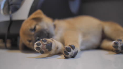Pequeño-Cachorro-Shiba-Durmiendo-En-El-Suelo