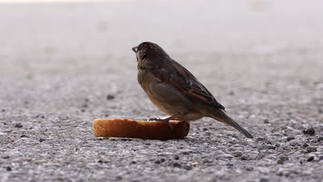 sparrow eating crumbs from a piece of bread on city street