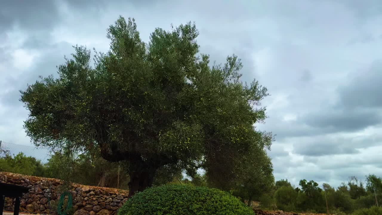 An olive tree laden with fruit sways back and forth in the strong autumn wind