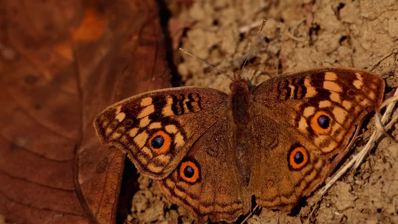 En nærbildevideo av Junonia lemonias, også kjent som sitronsommerfuglen, hvilende på åpen mark om vinteren i Himachal Pradesh, India.