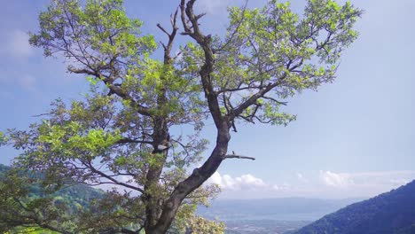 árbol en la naturaleza.