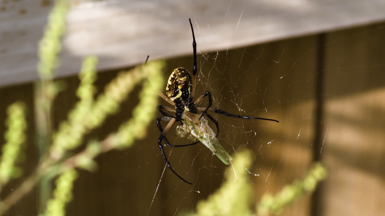 노란색 정원 거미 가 그 그물 에 매달려 있다 - 파예트빌, 아칸소 - 근접