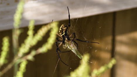 Eine-Gelbe-Gartenspinne,-Die-An-Ihrem-Netz-Hängt---Fayetteville,-Arkansas---Nahaufnahme