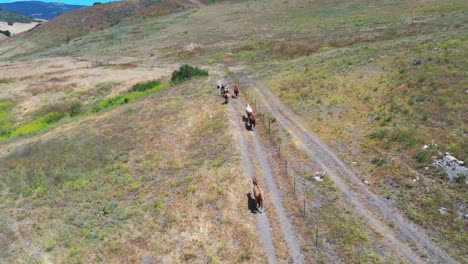 Antena-De-Caballos-Pastando-En-Un-Rancho-O-Granja-Cerca-De-Santa-Barbara,-California