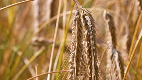 detail of multiple rye ears with blurred background