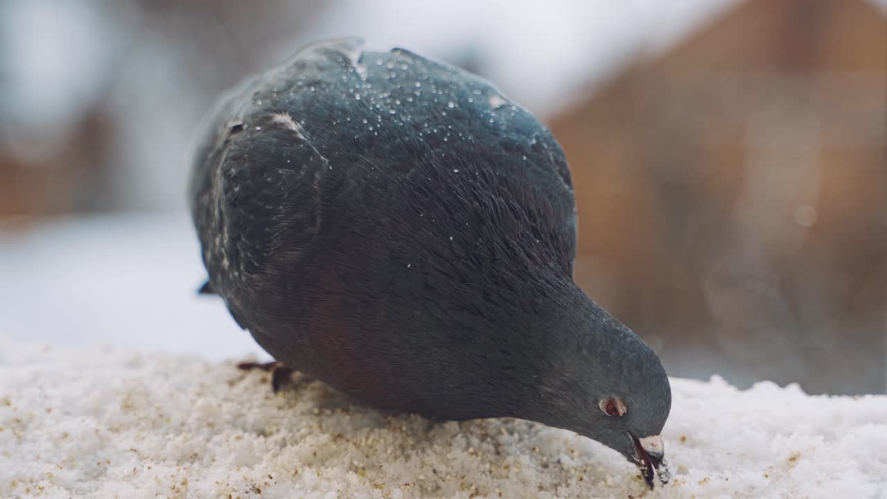 Wild dove on a window sill. Close up view of curious dove sitting on windowsill