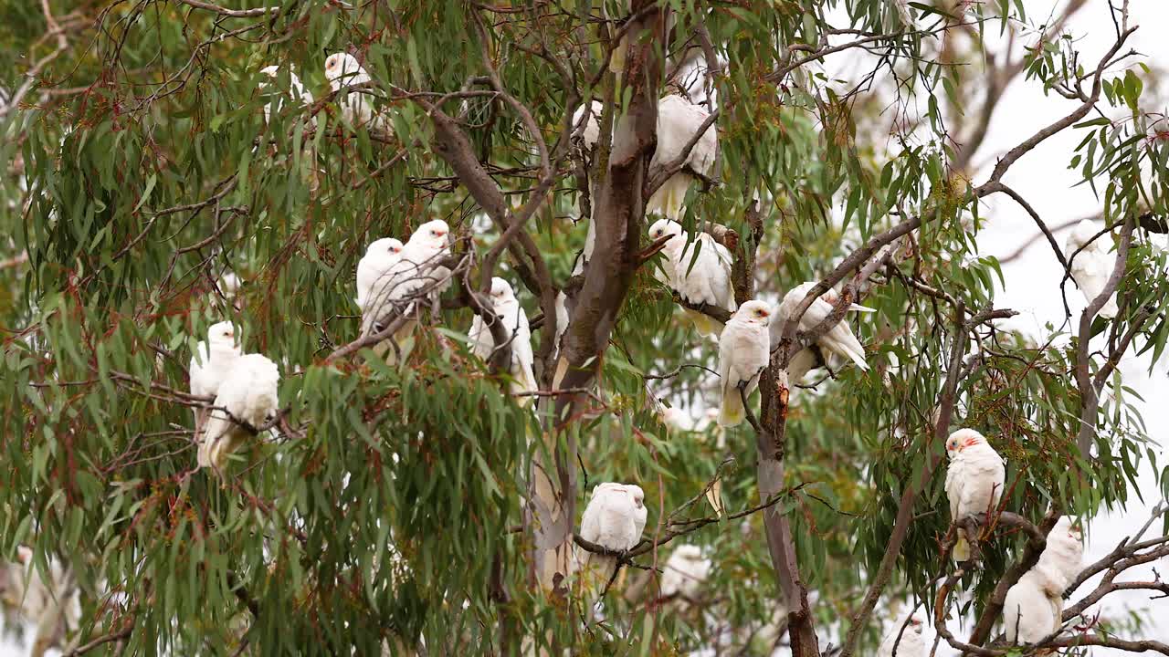 A flock of long-billed corellas perched in a eucalyptus tree in Geelong, Australia, captured in natural daylight