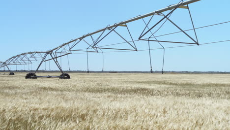 irrigation system over an organic barley crop panning