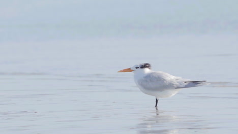 royal tern at beach ocean