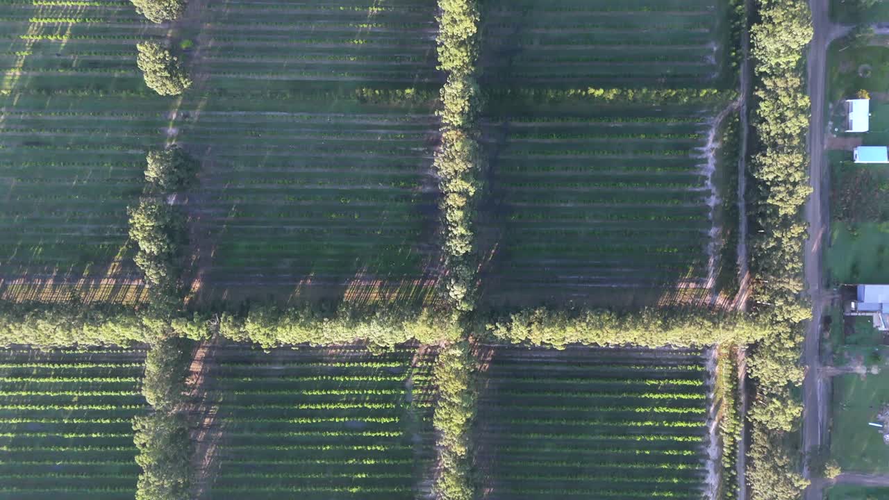 Aerial top view of rural industrial agricultural area with crops and country houses. Argentina. 4k.